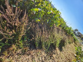 파더곰님의 콩 · 영농일지 작성글 사진