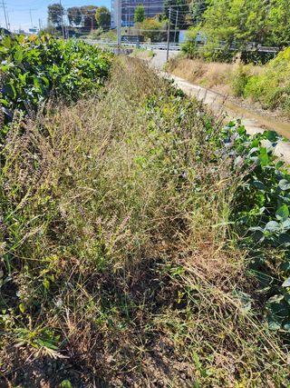 파더곰님의 콩 · 영농일지 작성글 사진