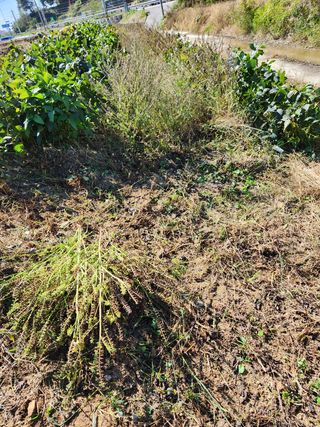 파더곰님의 콩 · 영농일지 작성글 사진