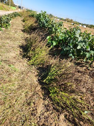 파더곰님의 콩 · 영농일지 작성글 사진