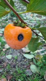 팜모닝 감·병해충상담 게시글 이미지