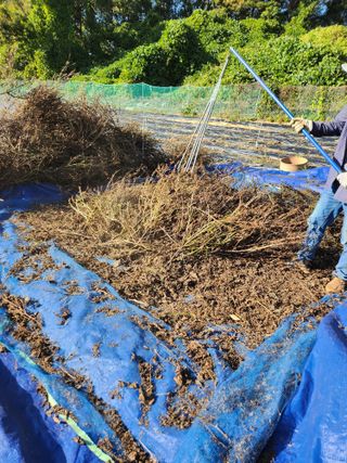 김연숙님의 들깨 · 자유게시판 작성글 사진