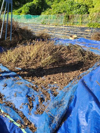 김연숙님의 들깨 · 자유게시판 작성글 사진