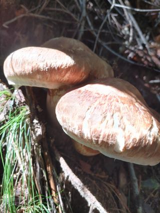 숲속의사나이님의 자유주제 · 자유게시판 작성글 사진