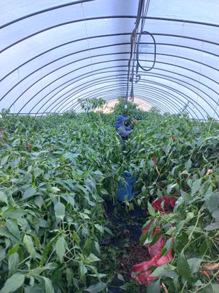 농민님의 고추 · 수확 작성글 사진