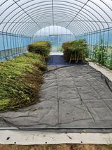 팜모닝 들깨·영농일지 게시글 이미지