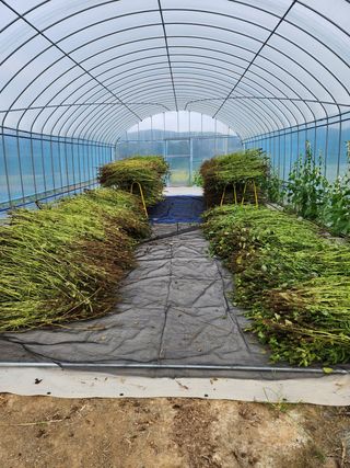 HYUN님의 들깨 · 영농일지 작성글 사진