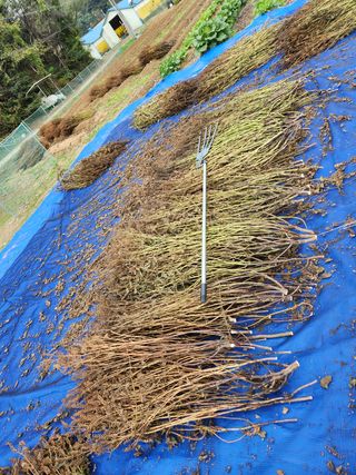 HYUN님의 들깨 · 영농일지 작성글 사진