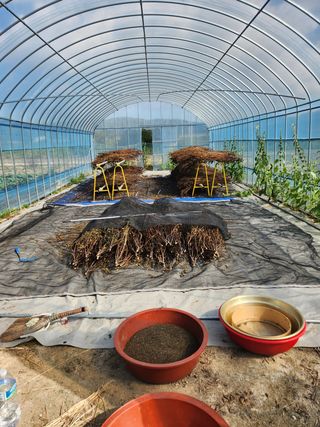 HYUN님의 들깨 · 영농일지 작성글 사진