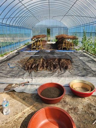 HYUN님의 들깨 · 영농일지 작성글 사진