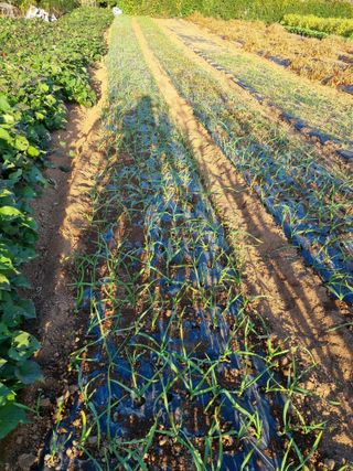 조애순님의 마늘 · 제초 작성글 사진