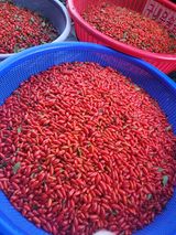 팜모닝 요즘 뜨는 신품종은? 💬·참여글 게시글 이미지