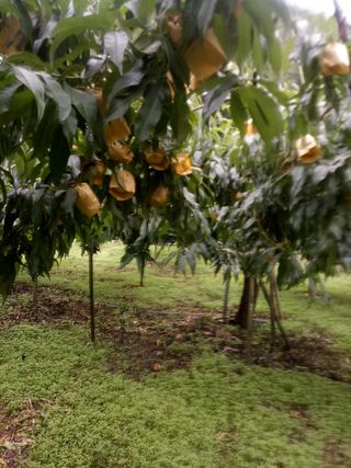 조갑선님의 오이 · 자유게시판 작성글 사진
