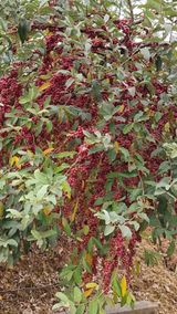 팜모닝 요즘 뜨는 신품종은? 💬·참여글 게시글 이미지