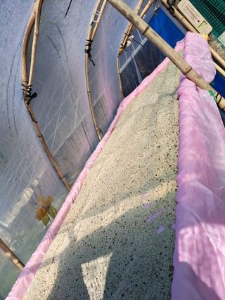 정자형님의 들깨 · 병해충상담 작성글 사진