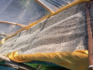 정자형님의 들깨 · 병해충상담 작성글 사진