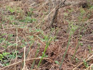 김능수(버들양봉농원님의 요즘 뜨는 신품종은? 💬 · 참여글 작성글 사진