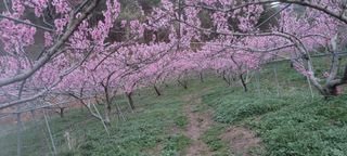 김능수(버들양봉농원님의 요즘 뜨는 신품종은? 💬 · 참여글 작성글 사진