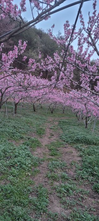 김능수(버들양봉농원님의 요즘 뜨는 신품종은? 💬 · 참여글 작성글 사진