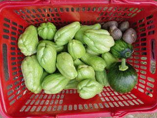 마도님의 요즘 뜨는 신품종은? 💬 · 참여글 작성글 사진