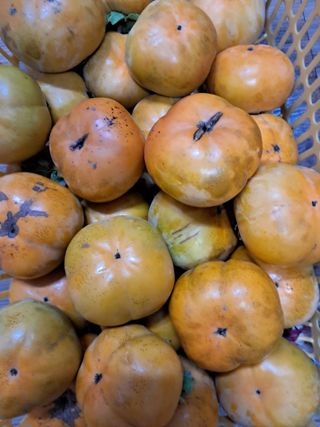 낙엽교목류21691님의 감 · 병해충상담 작성글 사진