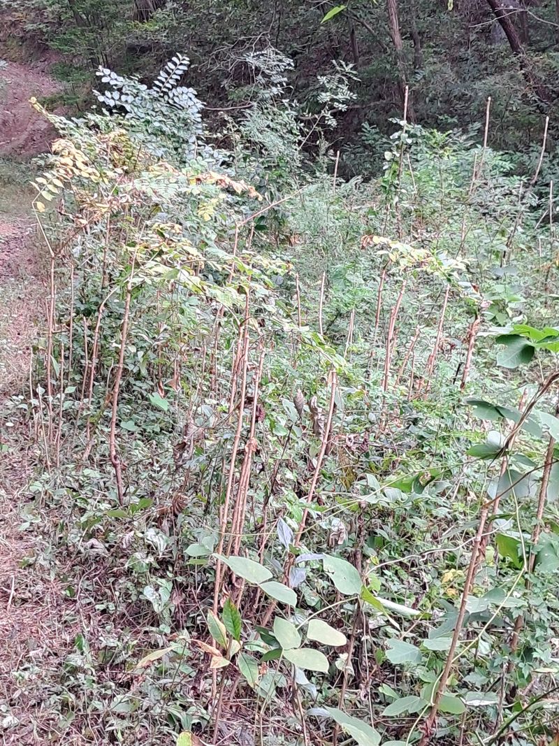 이성재님의 장터 판매 상품 [포포나무,참두릅,초피나무] 첨부 사진