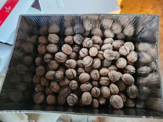 상주백수농원 님의 작성글 사진