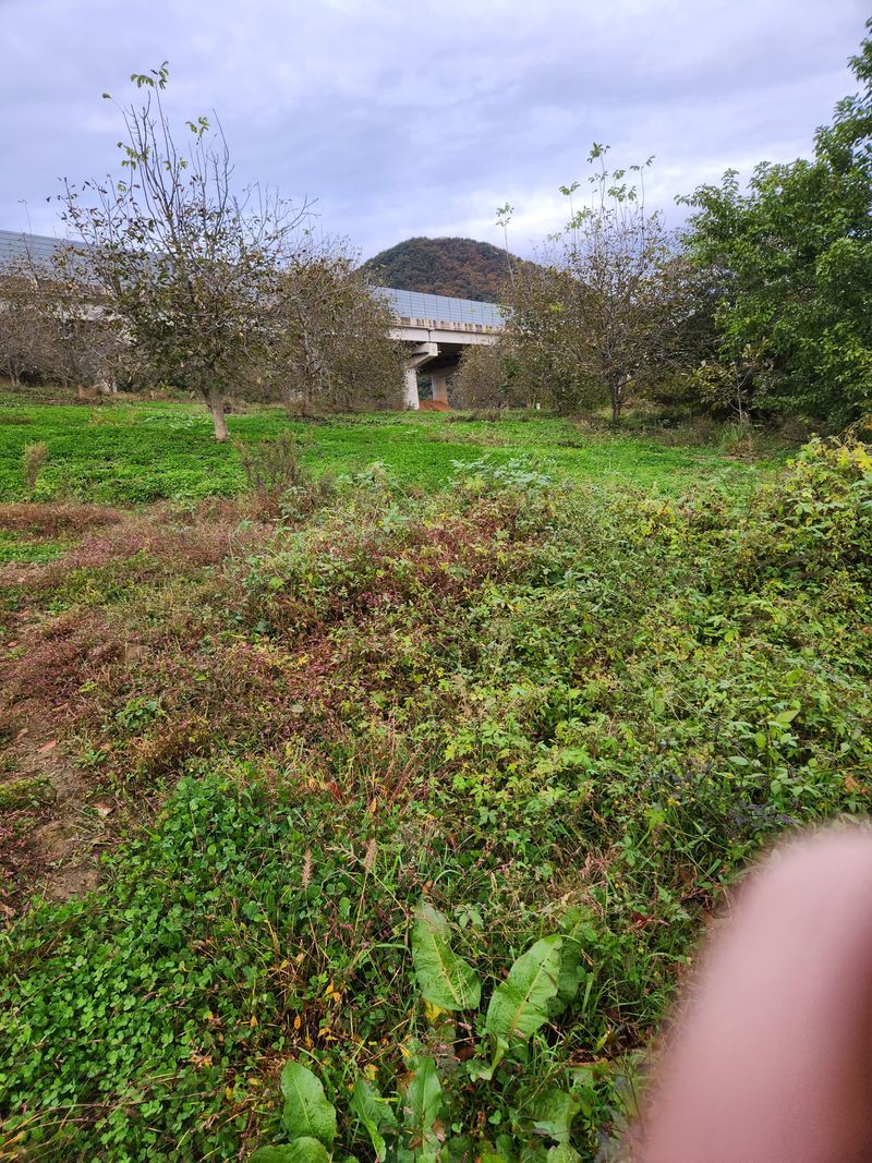 상주백수농원 님의 장터 판매 상품 [호두] 첨부 사진