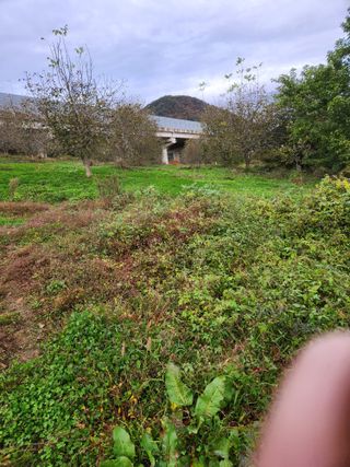 상주백수농원 님의 작성글 사진