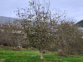 상주백수농원 님의 작성글 사진