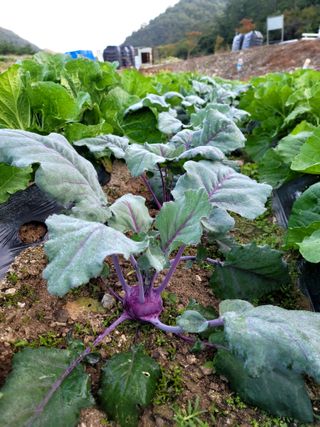 이양호님의 배추 · 일상 작성글 사진