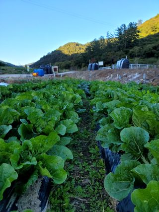 이양호님의 배추 · 일상 작성글 사진