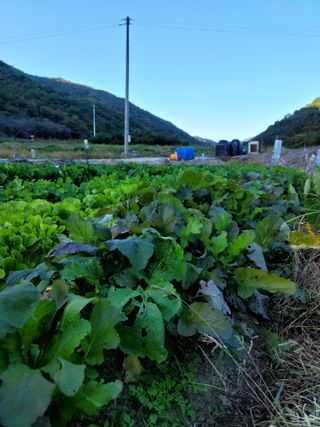 이양호님의 배추 · 일상 작성글 사진