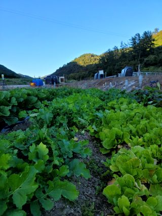 이양호님의 배추 · 일상 작성글 사진