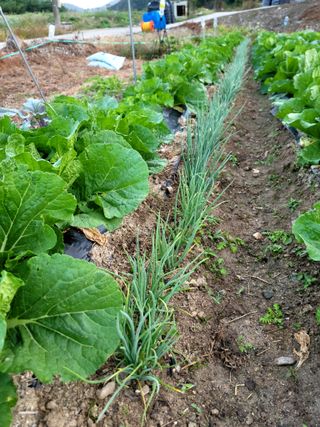 이양호님의 배추 · 일상 작성글 사진