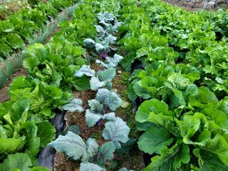 이양호님의 배추 · 일상 작성글 사진