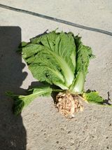 팜모닝 배추·병해충상담 게시글 이미지