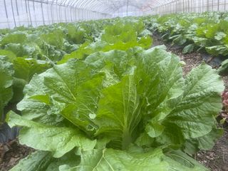 미래의 의사는 농부님의 배추 · 일상 작성글 사진