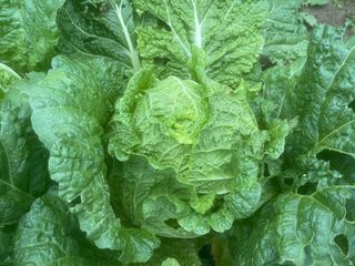 미래의 의사는 농부님의 배추 · 일상 작성글 사진