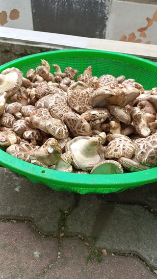 파란농원님의 작성글 사진