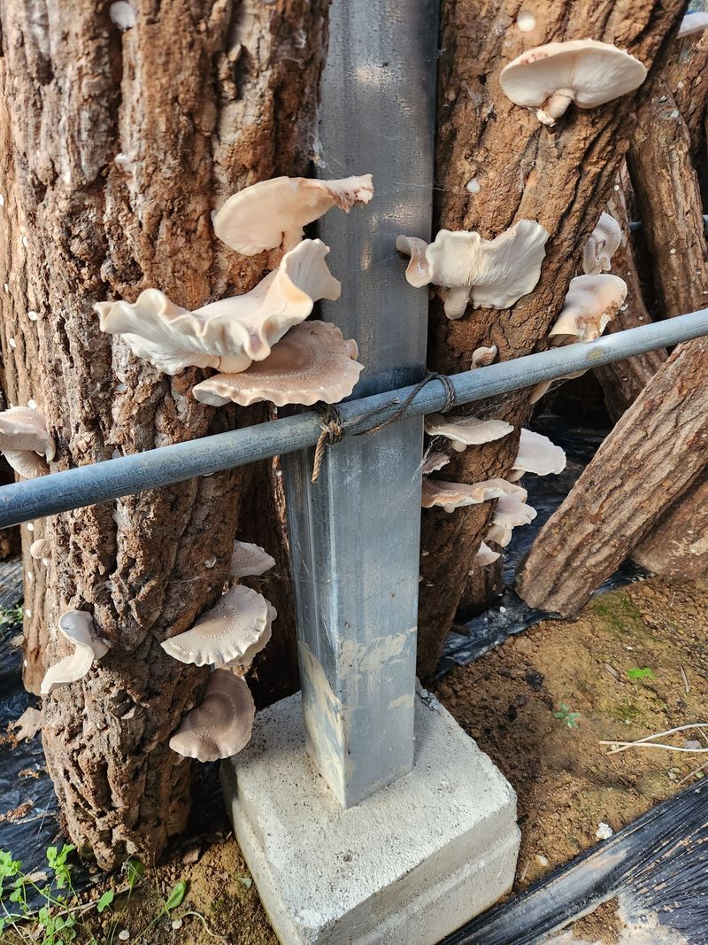 파란농원님의 장터 판매 상품 [가을콩으로 메주 만드어가기] 첨부 사진