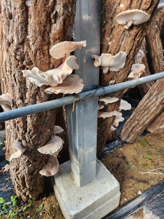 파란농원님의 작성글 사진