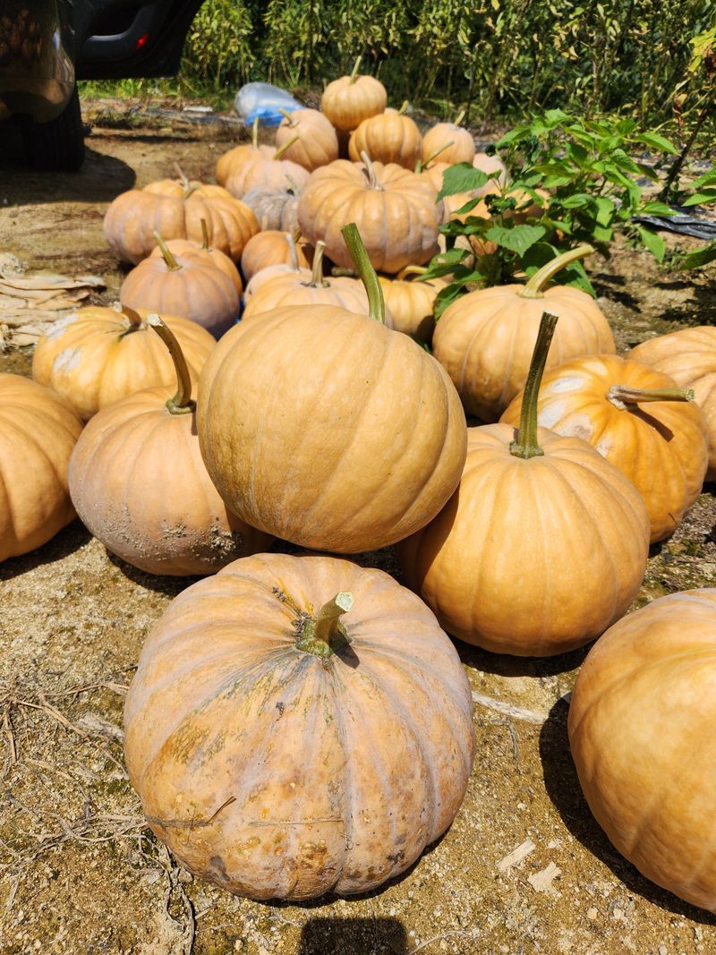 파란농원님의 장터 판매 상품 [가을콩으로 메주 만드어가기] 첨부 사진