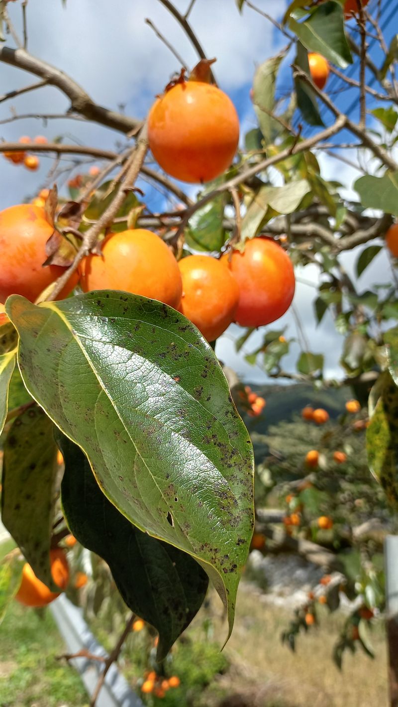 파란농원님의 장터 판매 상품 [가을콩으로 메주 만드어가기] 첨부 사진