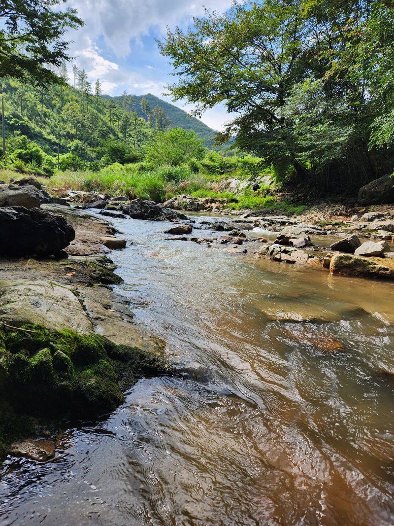 파란농원님의 장터 판매 상품 [가을콩으로 메주 만드어가기] 첨부 사진