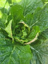 팜모닝 배추·병해충상담 게시글 이미지