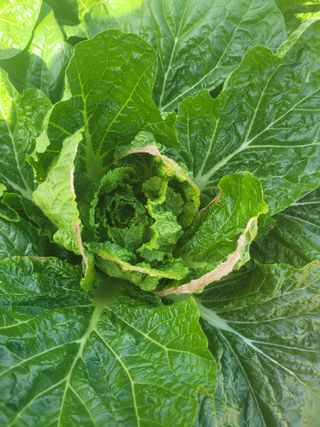 정범도님의 배추 · 병해충상담 작성글 사진