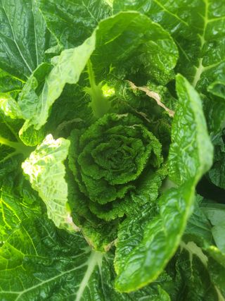 정범도님의 배추 · 병해충상담 작성글 사진