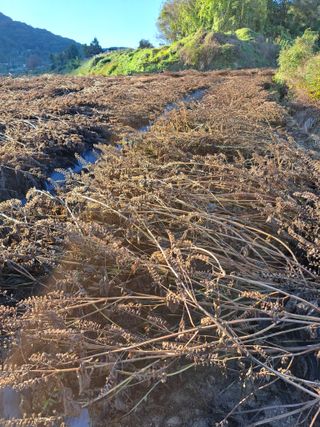 좋은인연님의 요즘 뜨는 신품종은? 💬 · 참여글 작성글 사진