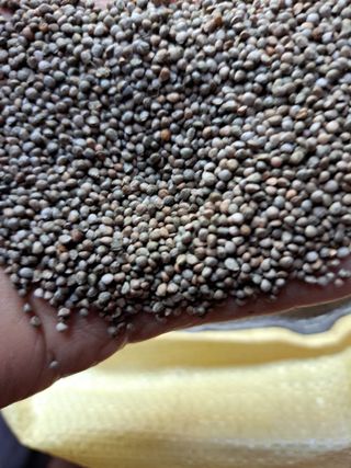 좋은인연님의 요즘 뜨는 신품종은? 💬 · 참여글 작성글 사진